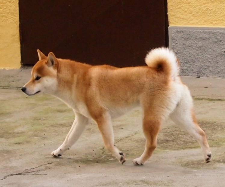 Ita inu hot sale